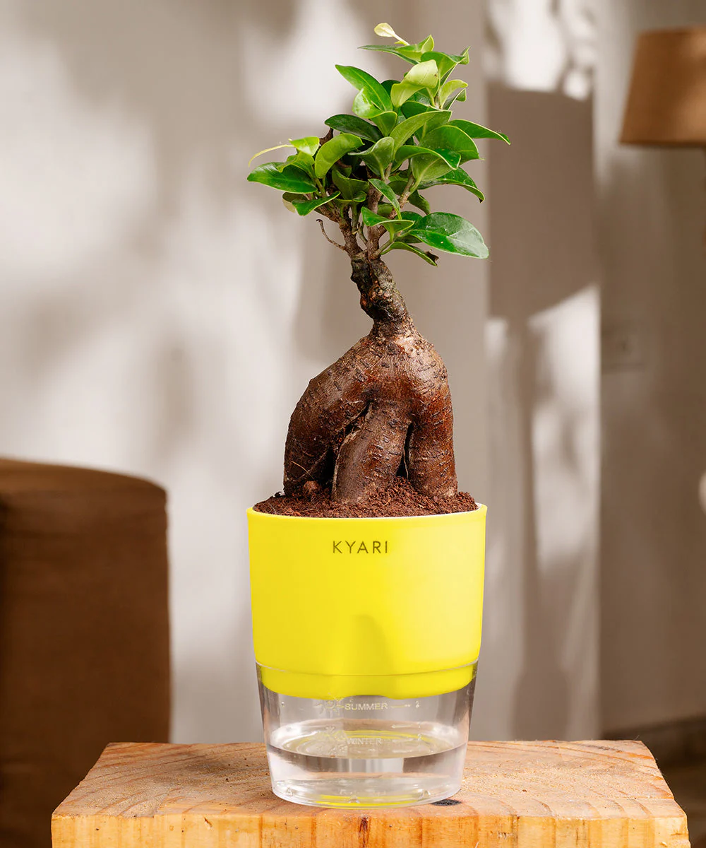 Lucky Bonsai Plant With Self Watering Pot - Image 15