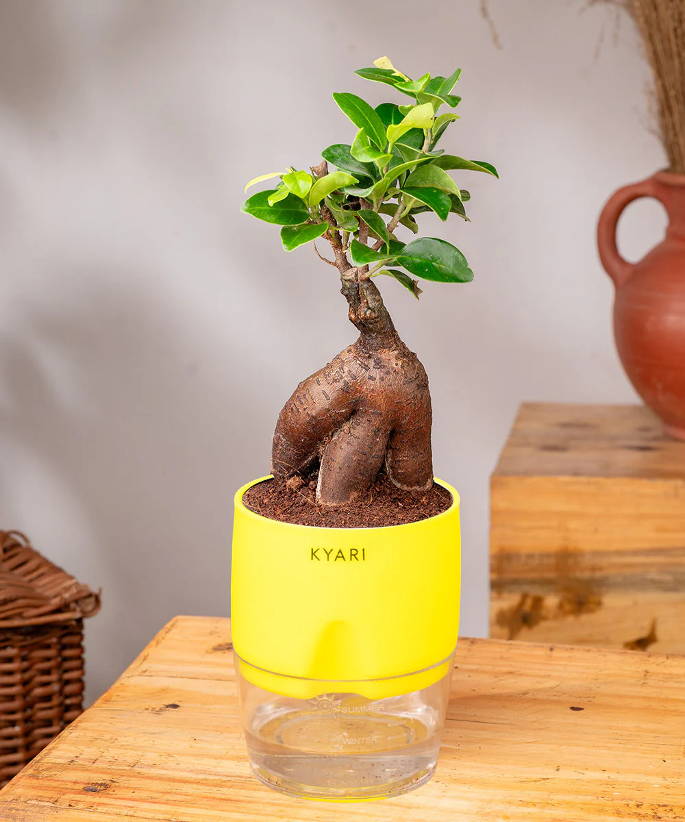 Lucky Bonsai Plant With Self Watering Pot - Image 16
