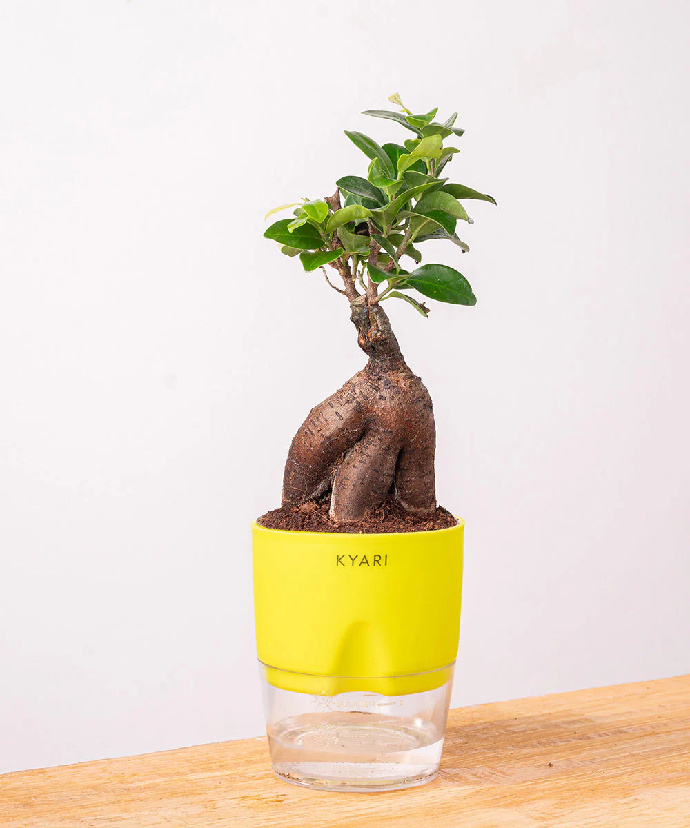 Lucky Bonsai Plant With Self Watering Pot - Image 17