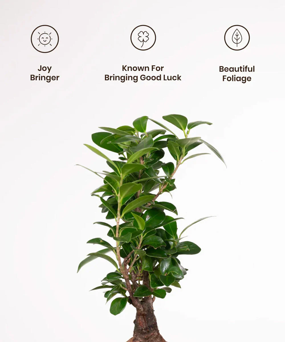 Lucky Bonsai Plant With Self Watering Pot - Image 18