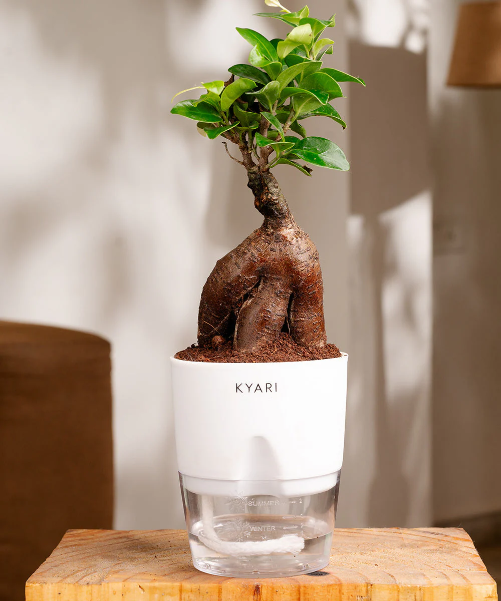 Lucky Bonsai Plant With Self Watering Pot - Image 22