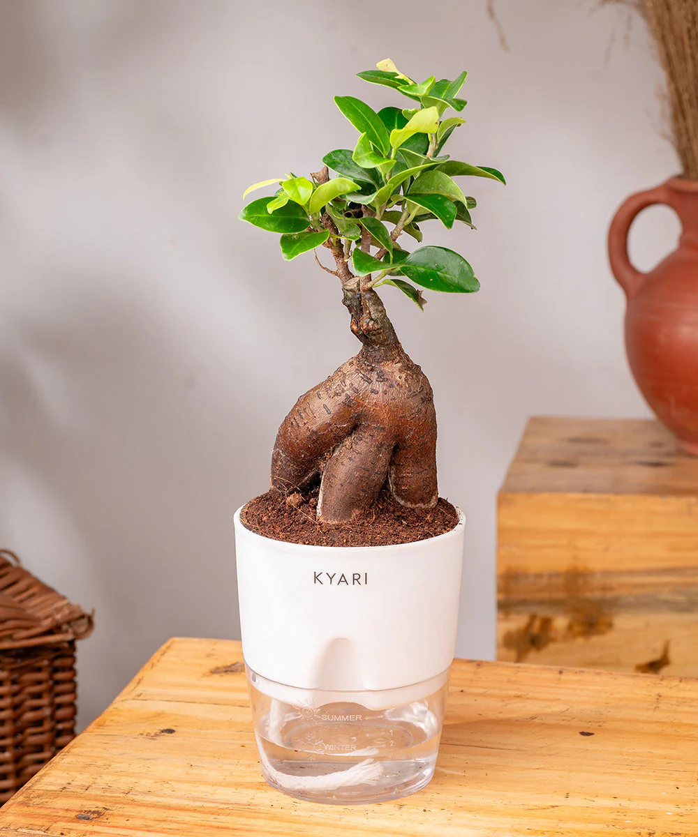 Lucky Bonsai Plant With Self Watering Pot - Image 23