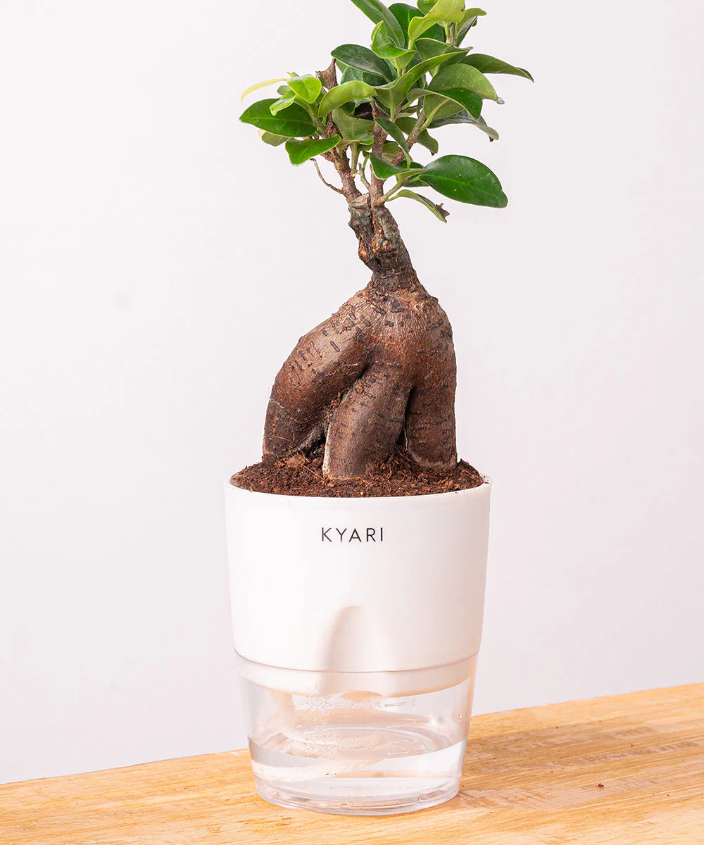Lucky Bonsai Plant With Self Watering Pot - Image 24