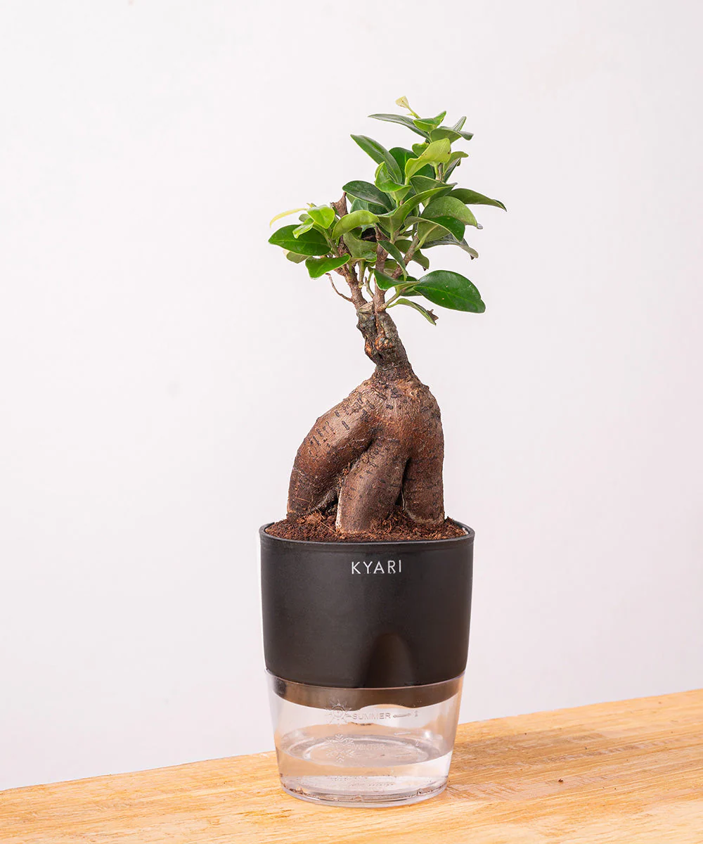 Lucky Bonsai Plant With Self Watering Pot - Image 3