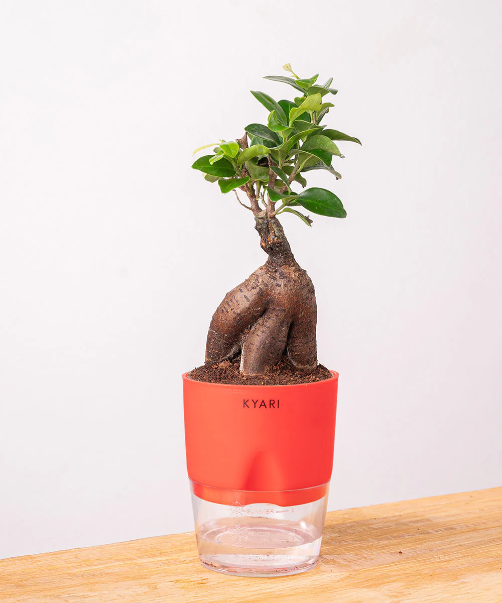 Lucky Bonsai Plant With Self Watering Pot - Image 31