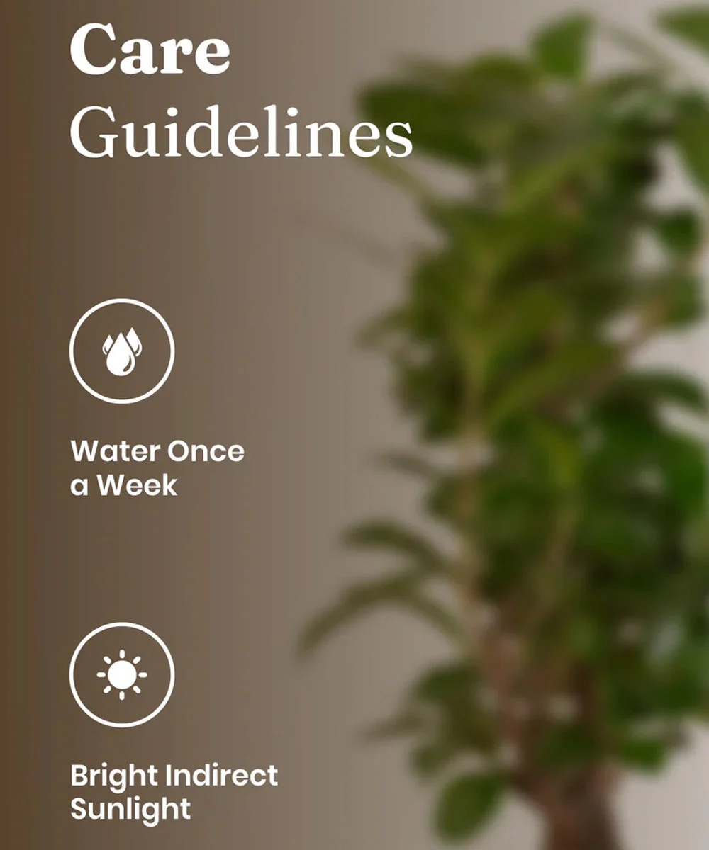 Lucky Bonsai Plant With Self Watering Pot - Image 40
