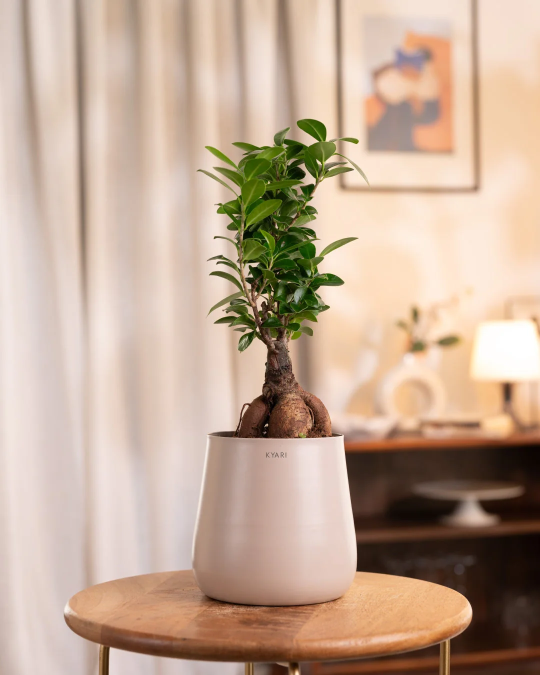 Lucky Bonsai Plant With Self Watering Pot - Image 43