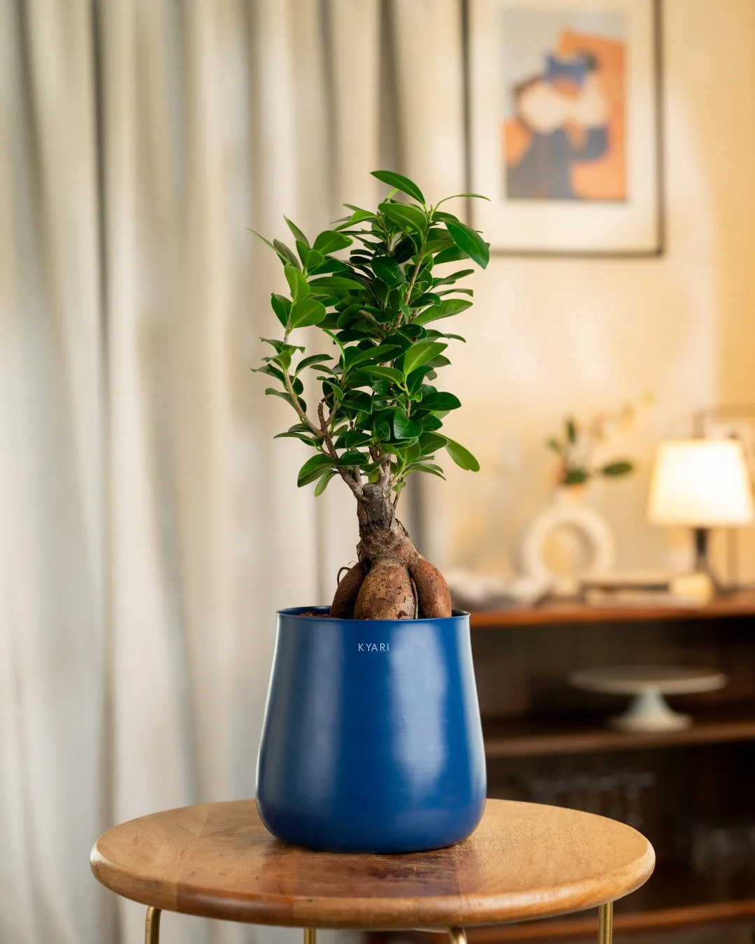 Lucky Bonsai Plant With Self Watering Pot - Image 49
