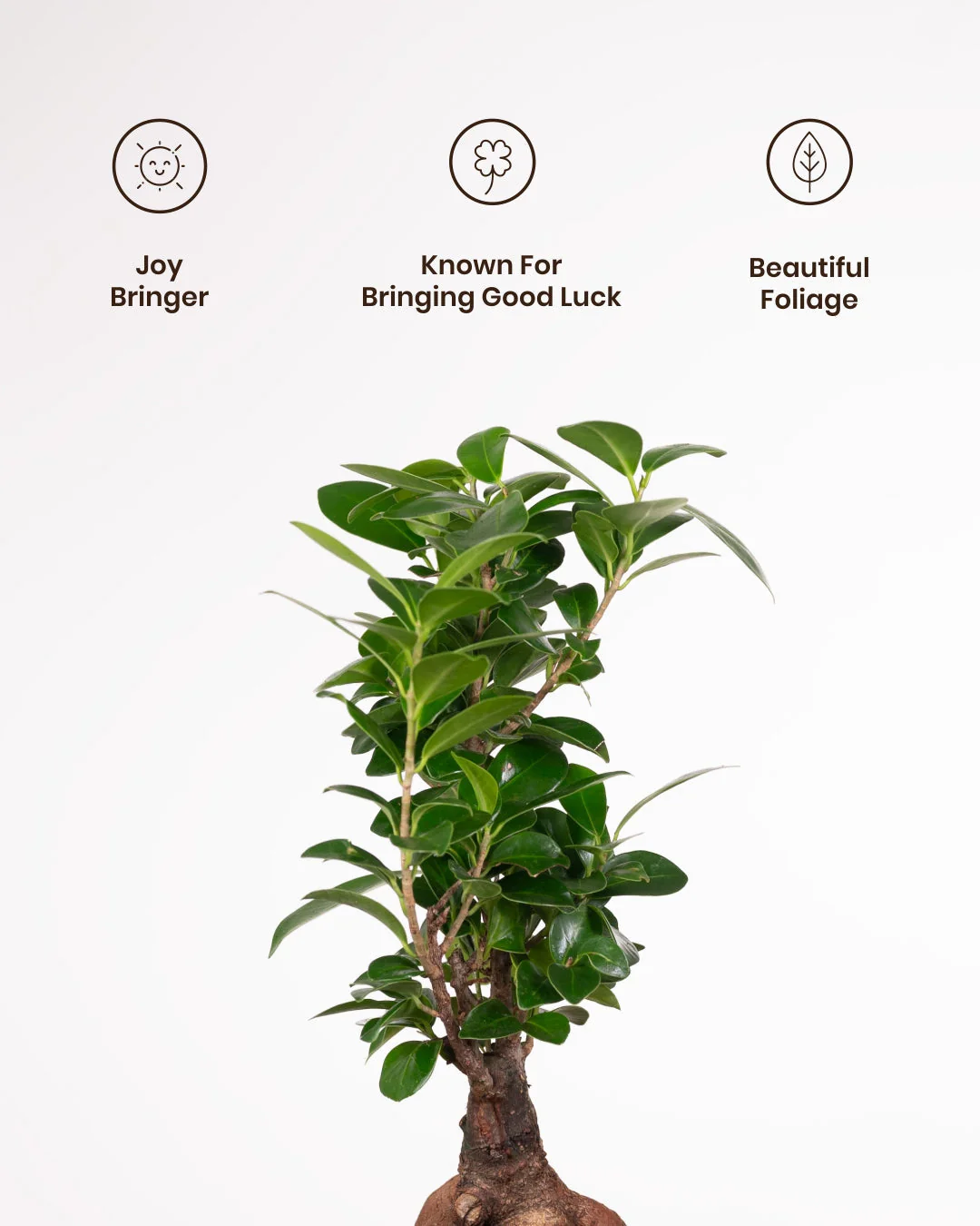 Lucky Bonsai Plant With Self Watering Pot - Image 58