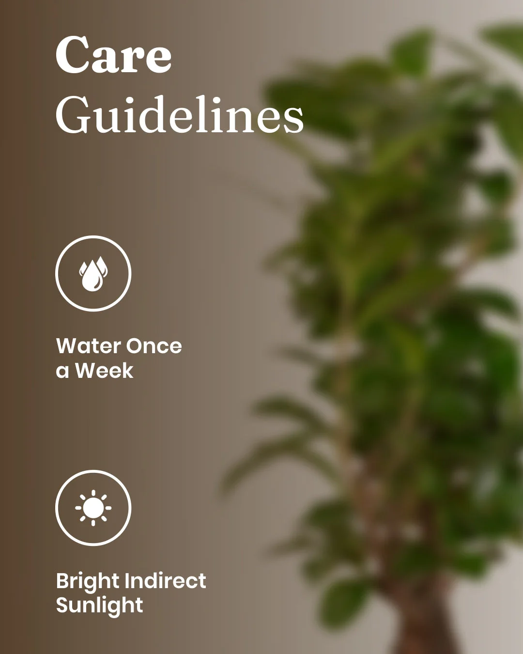 Lucky Bonsai Plant With Self Watering Pot - Image 65