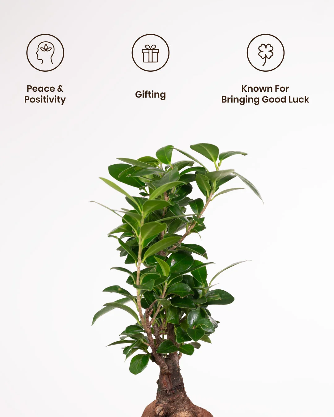Lucky Bonsai Plant With Self Watering Pot - Image 70