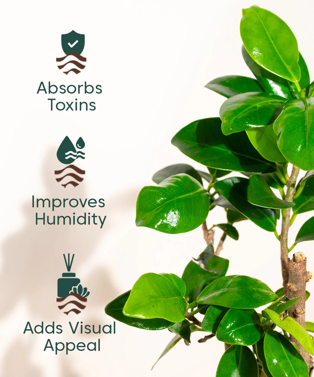Lucky Bonsai Plant With Self Watering Pot - Image 77