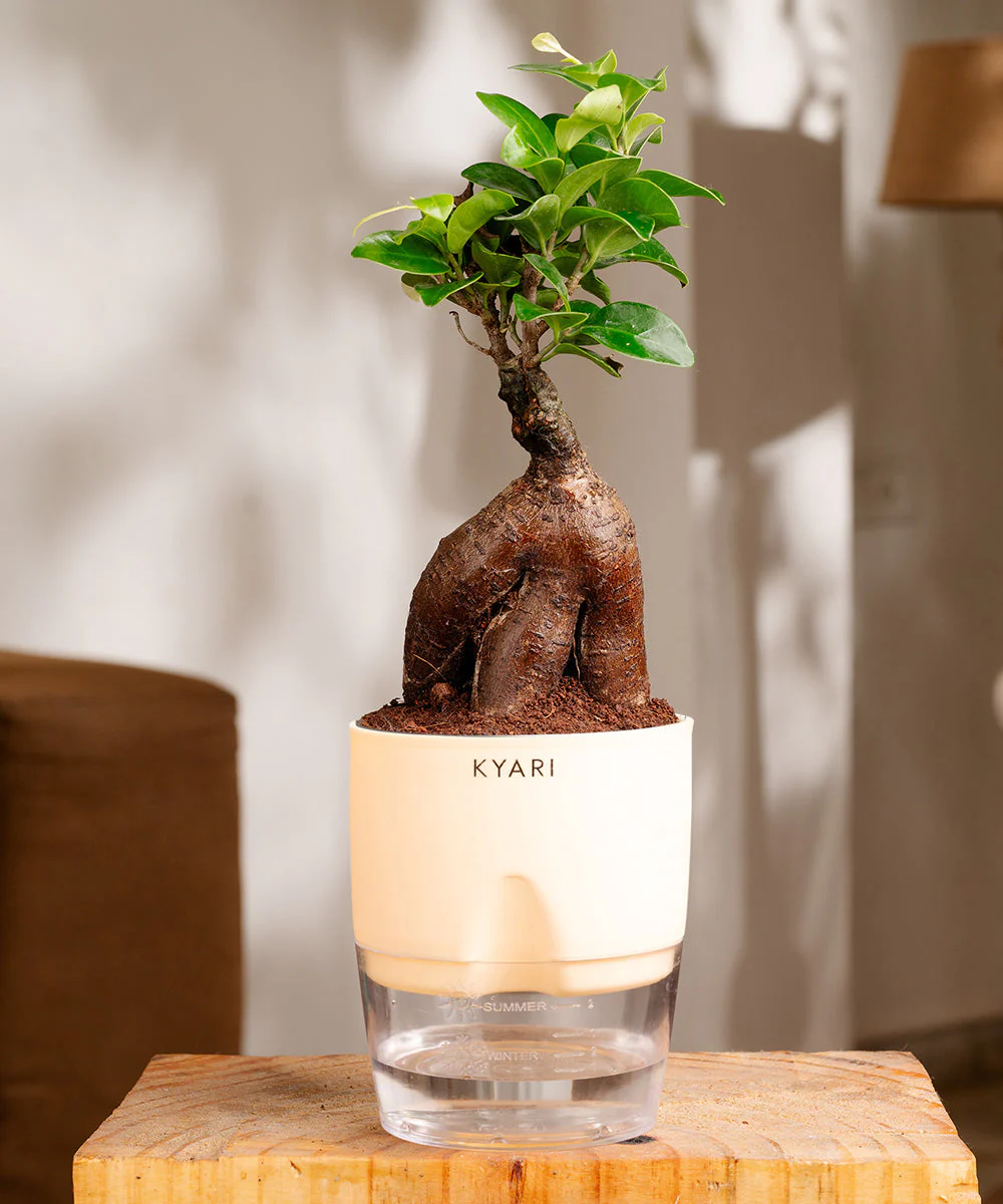 Lucky Bonsai Plant With Self Watering Pot - Image 8