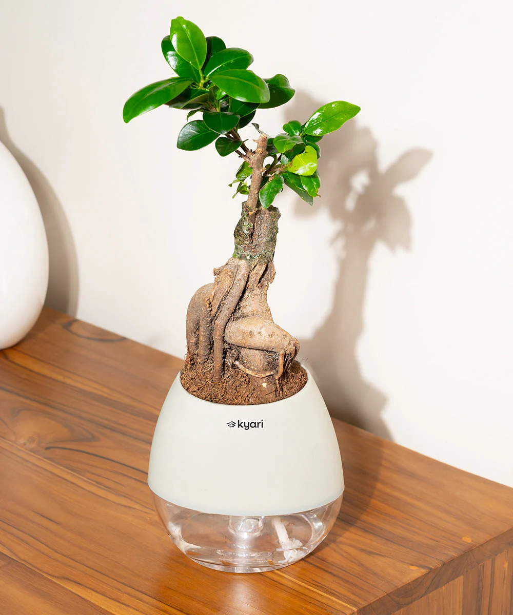 Lucky Bonsai Plant With Self Watering Pot - Image 81