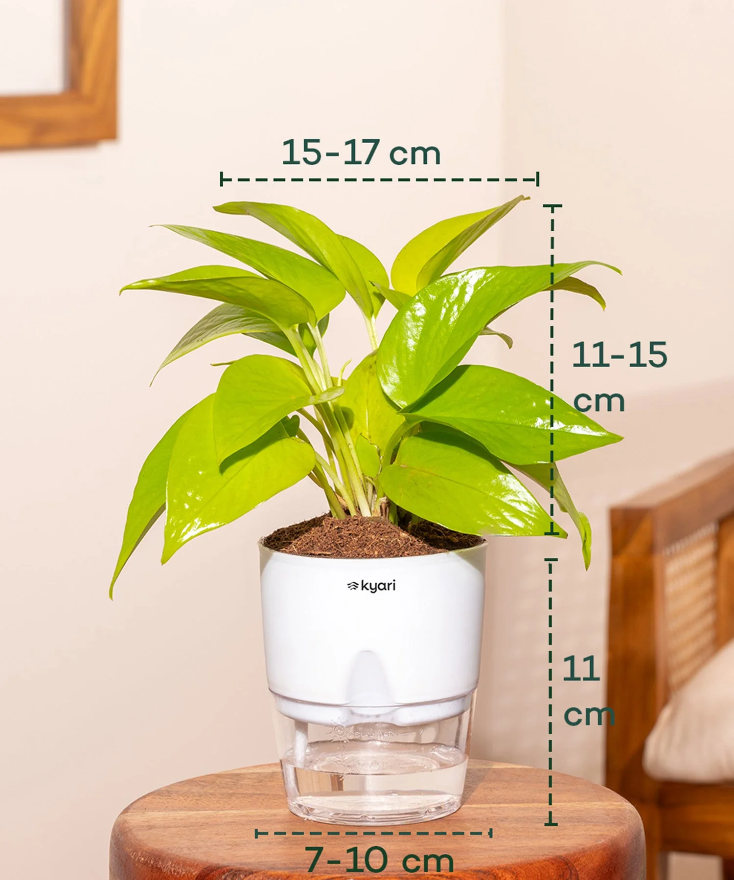 Lucky Jade & Golden Money Combo With Self Watering Pot - Image 4