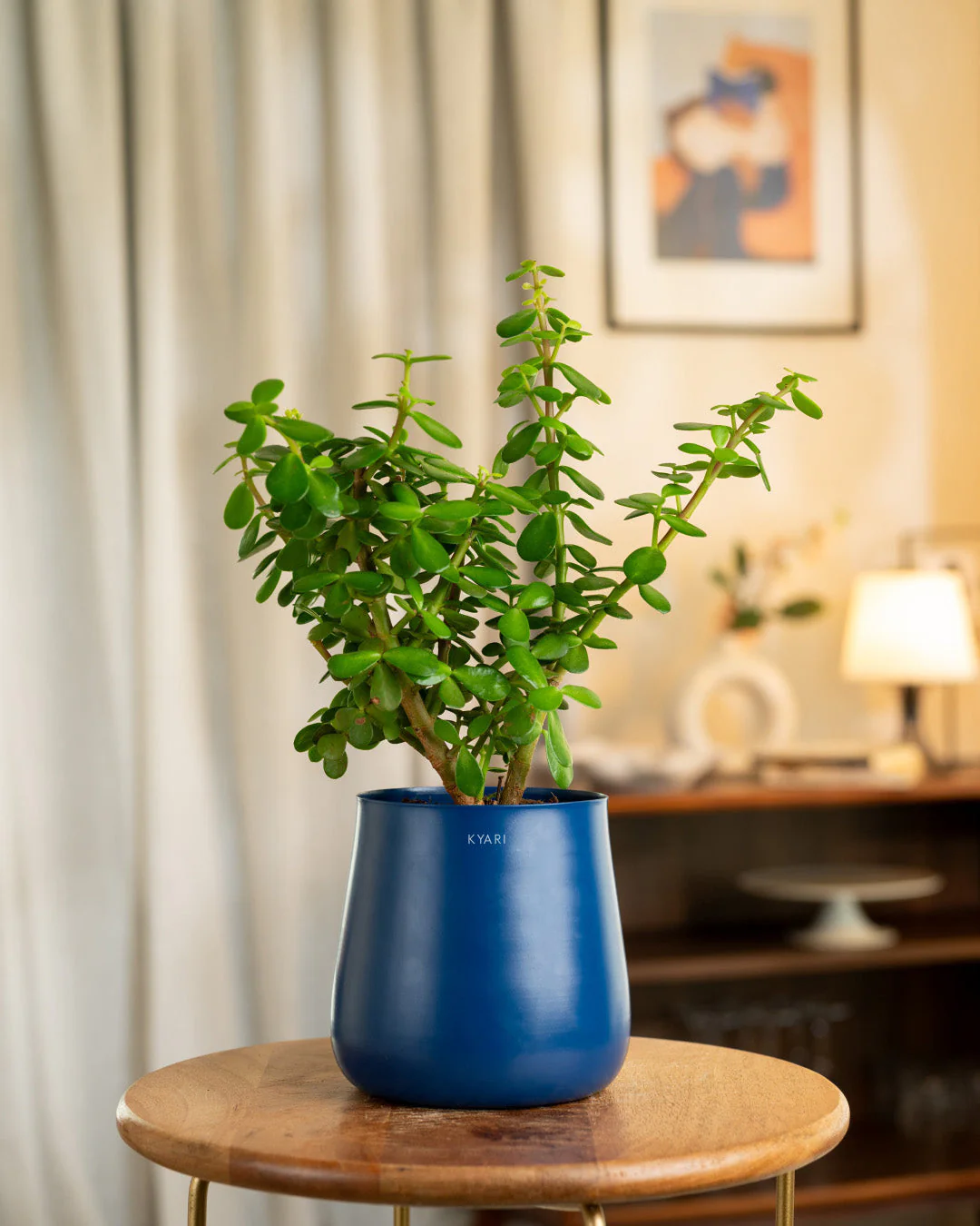 Lucky Jade Plant with Medium Metal Self Watering Pot_ - Image 119