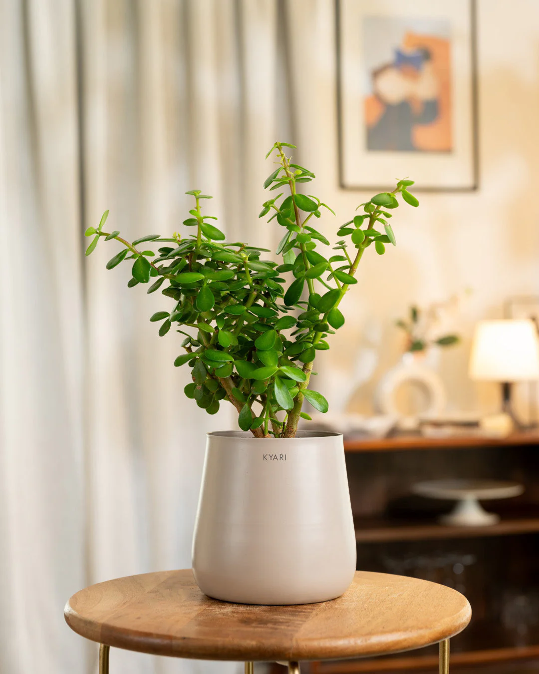 Lucky Jade Plant with Medium Metal Self Watering Pot_ - Image 193
