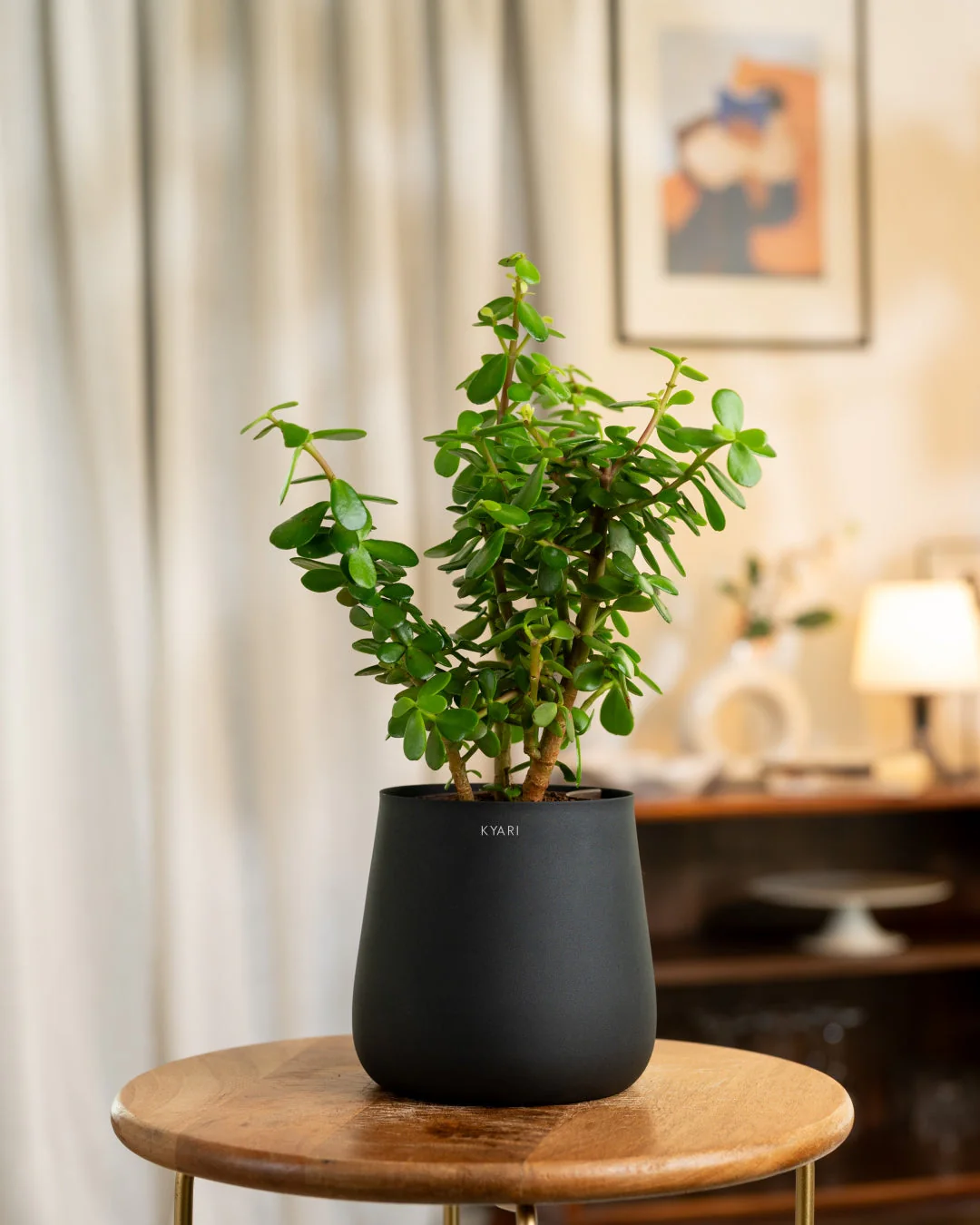 Lucky Jade Plant with Medium Metal Self Watering Pot_ - Image 49
