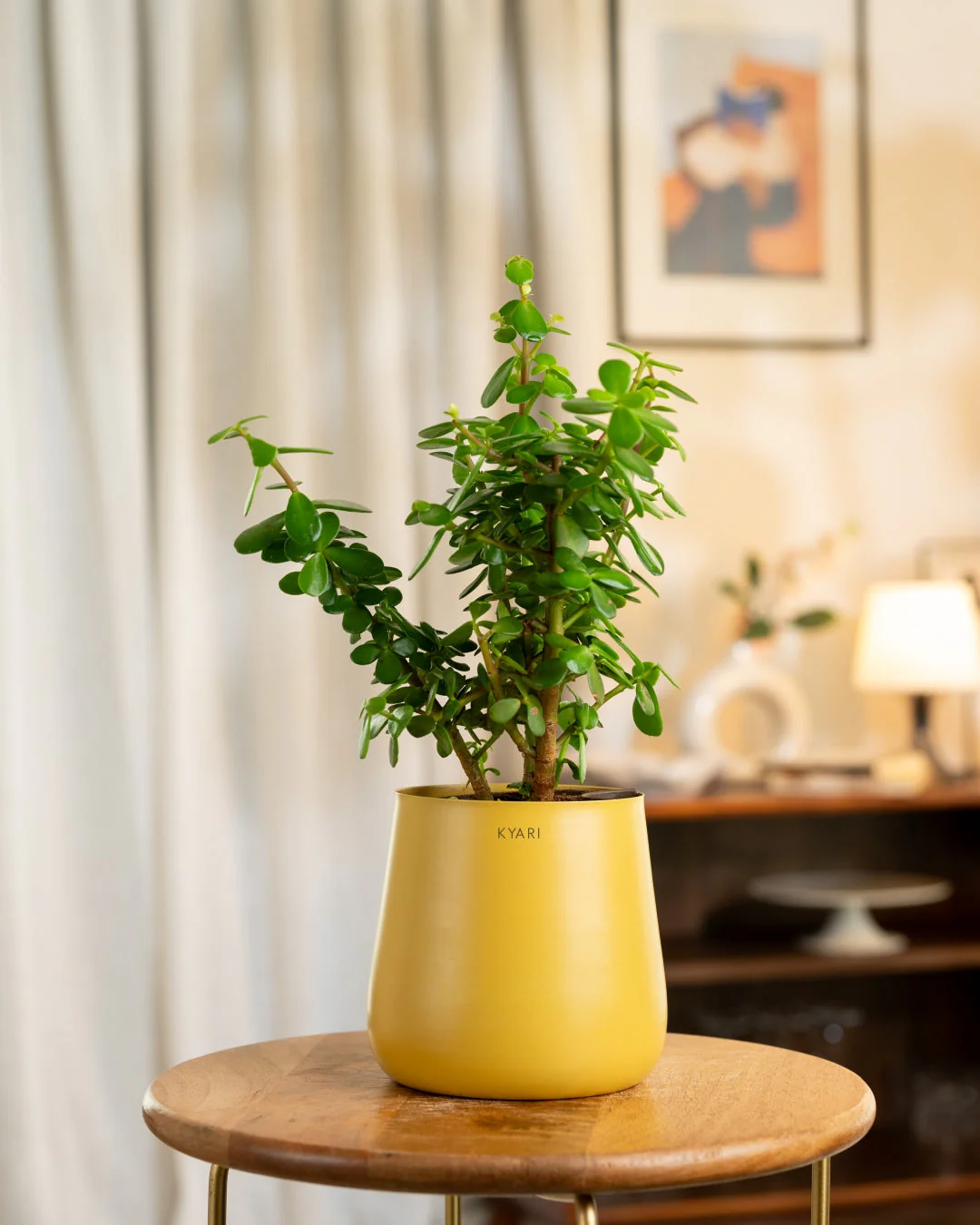 Lucky Jade Plant with Medium Metal Self Watering Pot_ - Image 60