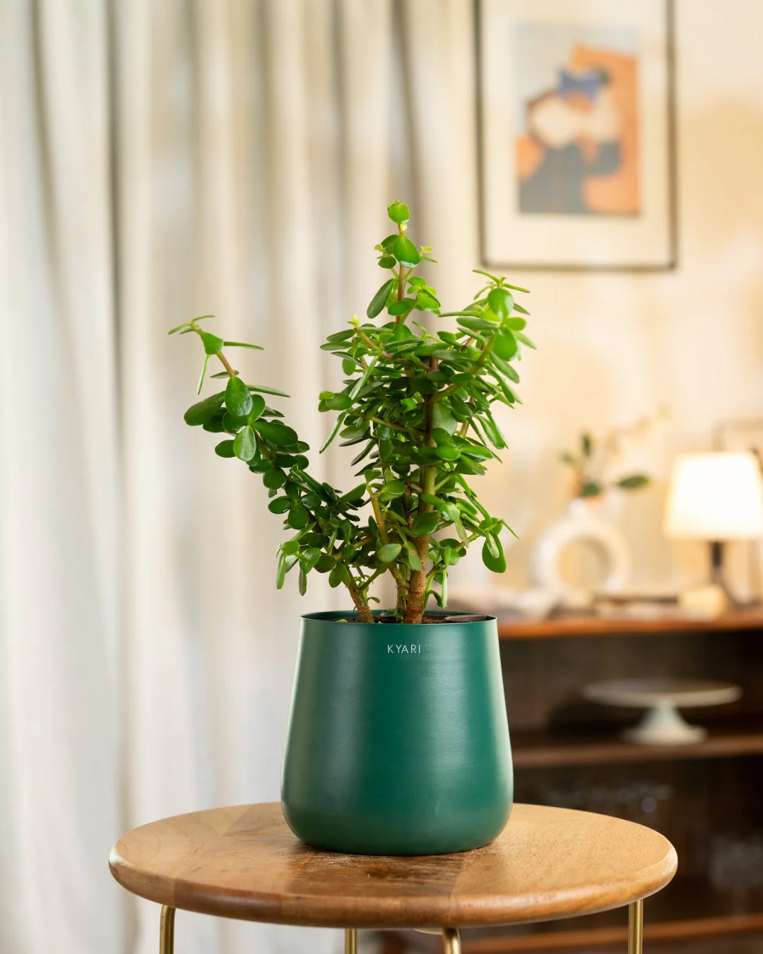 Lucky Jade Plant with Medium Metal Self Watering Pot_ - Image 93