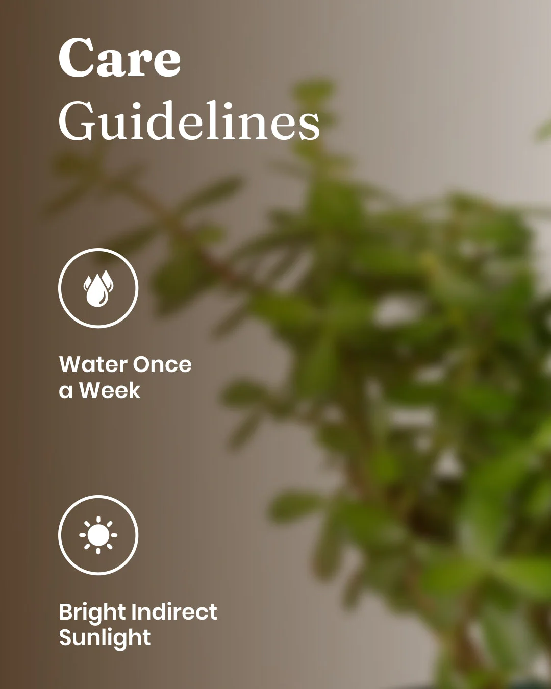 Lucky Jade Plant with Medium Metal Self Watering Pot - Image 5