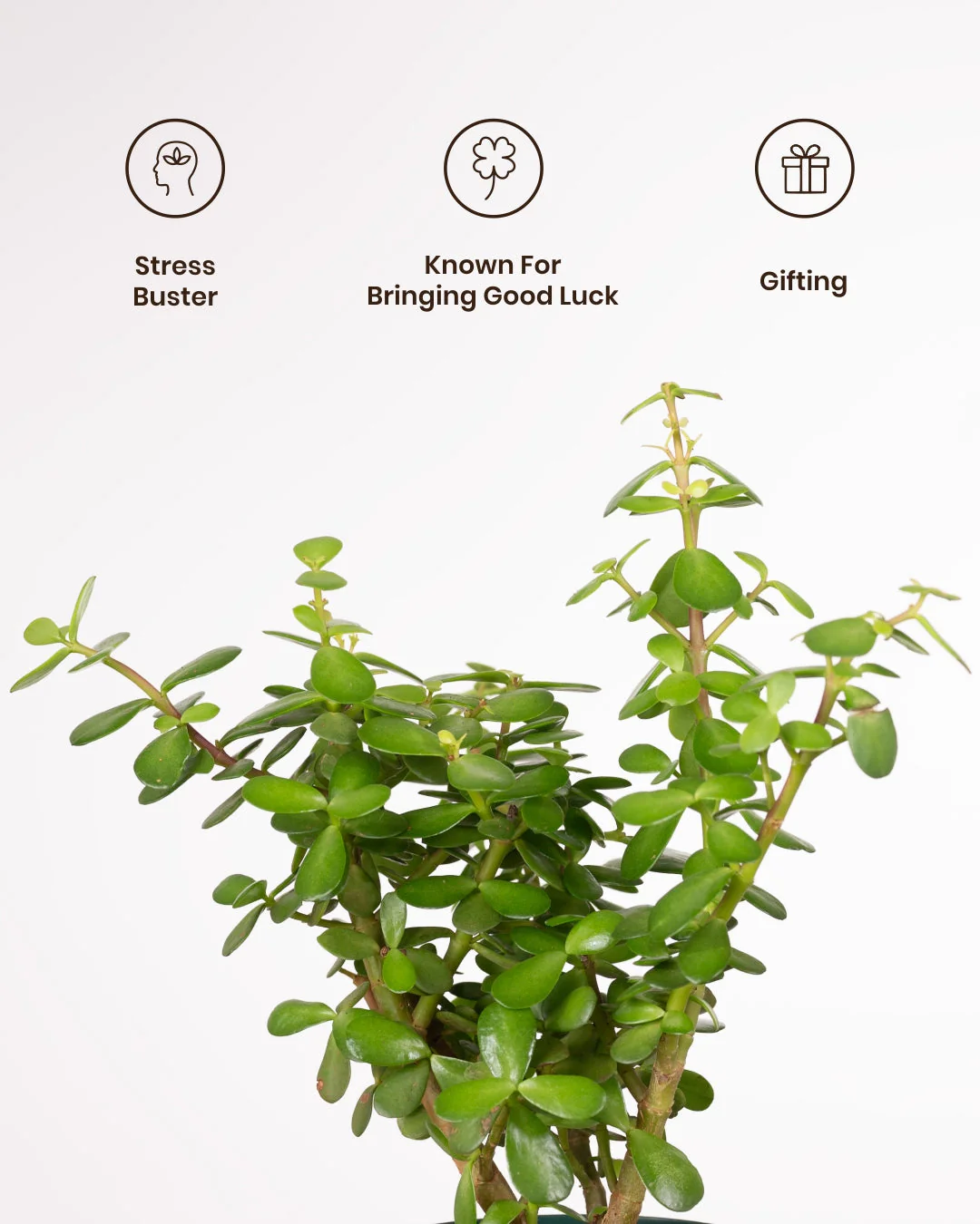 Lucky Jade Plant with Medium Metal Self Watering Pot - Image 9