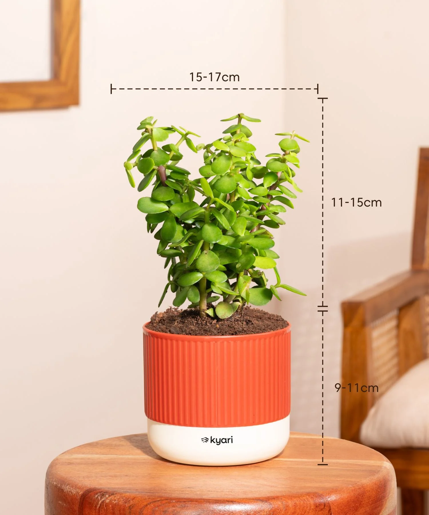 Lucky Jade Plant With Mylo Self Watering Pot - Image 9