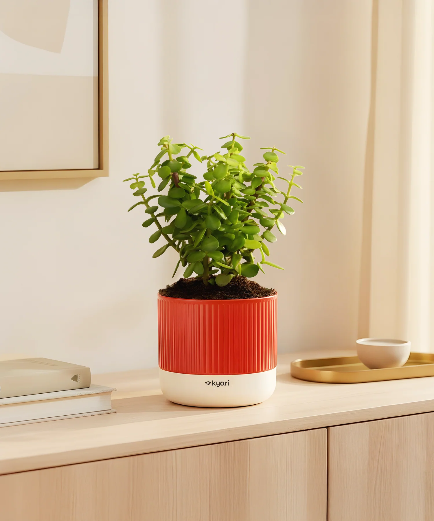 Lucky Jade Plant With Mylo Self Watering Pot - Cred Offer - Image 19