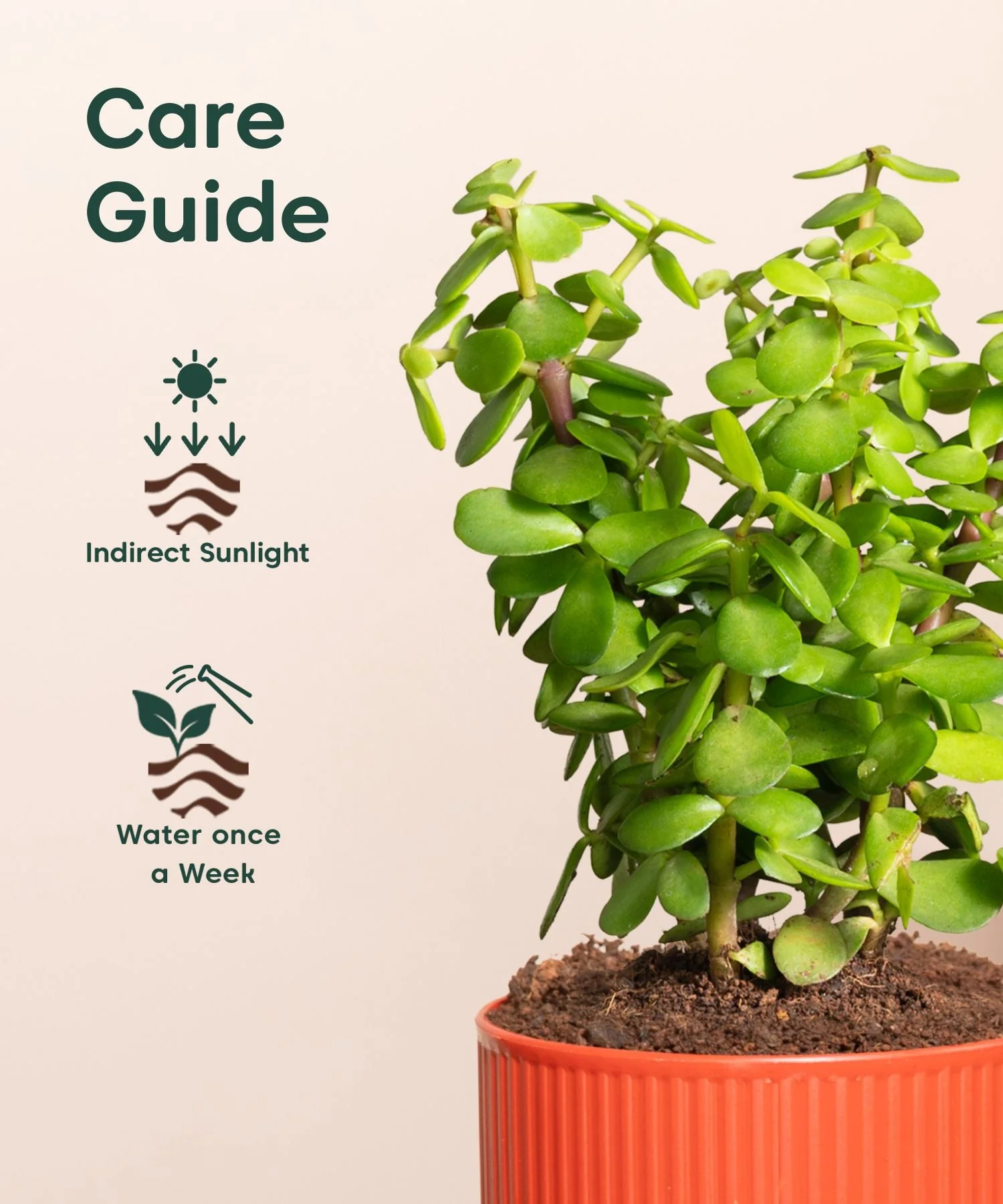 Lucky Jade Plant With Mylo Self Watering Pot - offer - Image 11