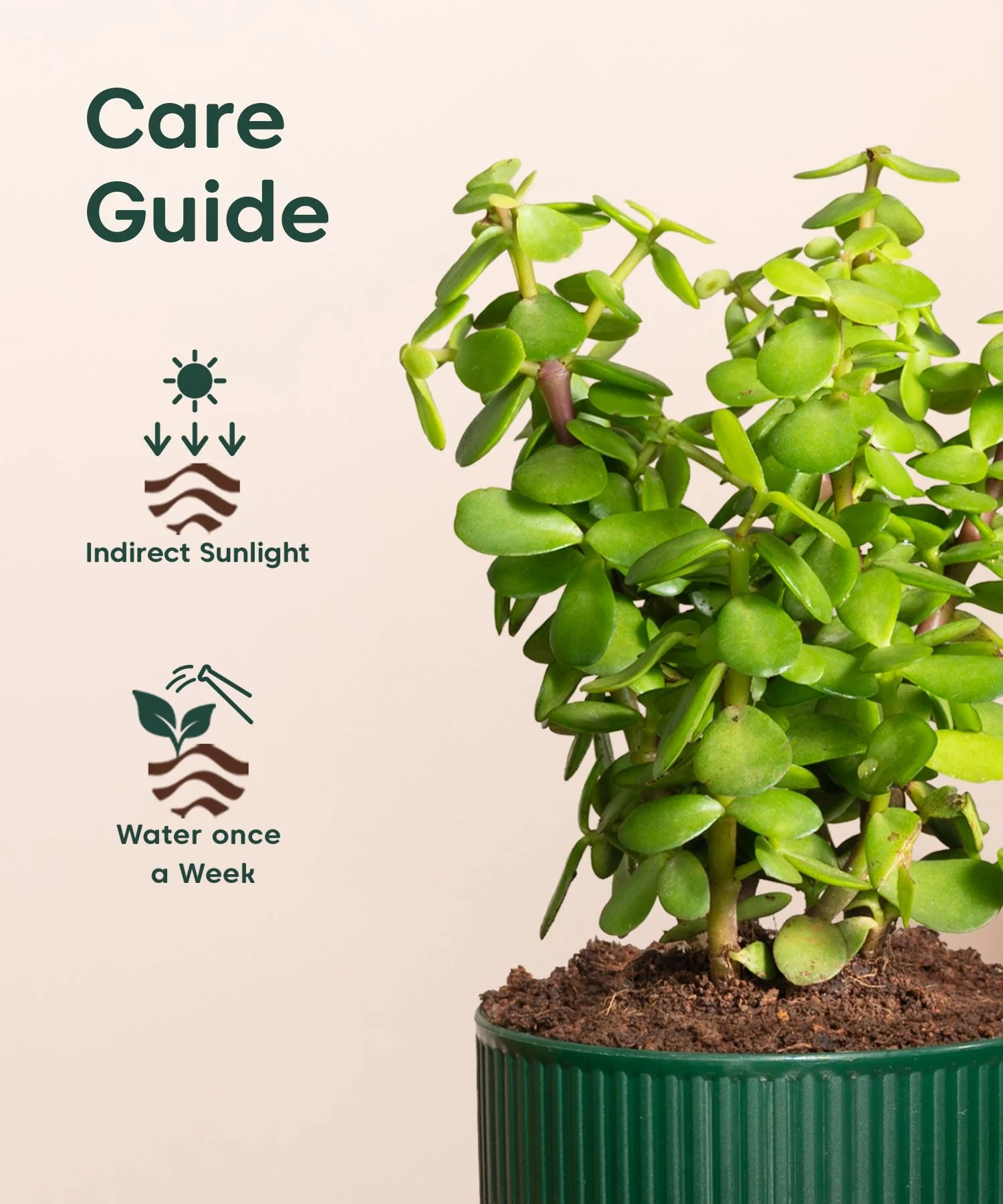 Lucky Jade Plant With Mylo Self Watering Pot - offer - Image 5