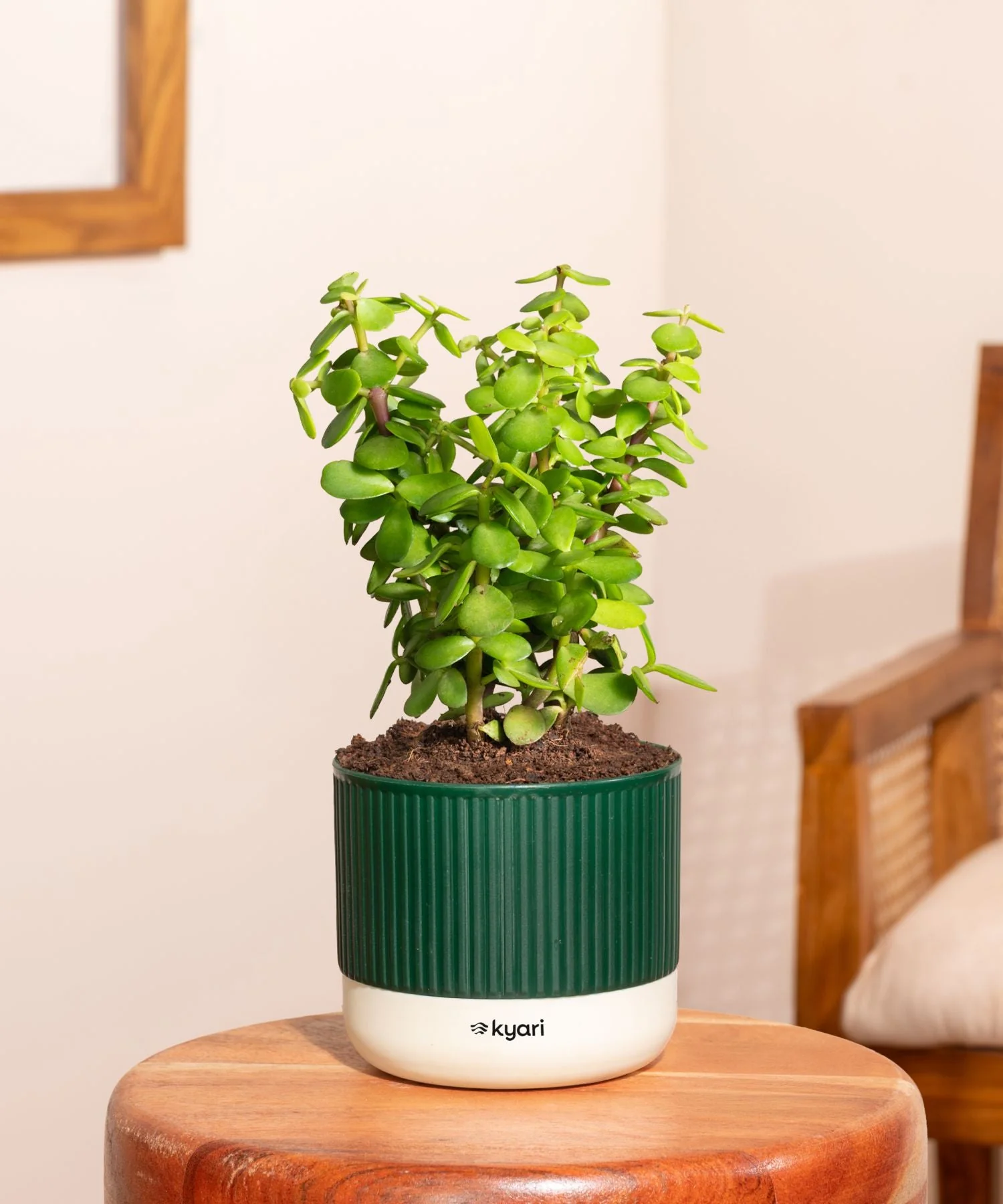 Lucky Jade Plant With Mylo Self Watering Pot - offer - Image 61