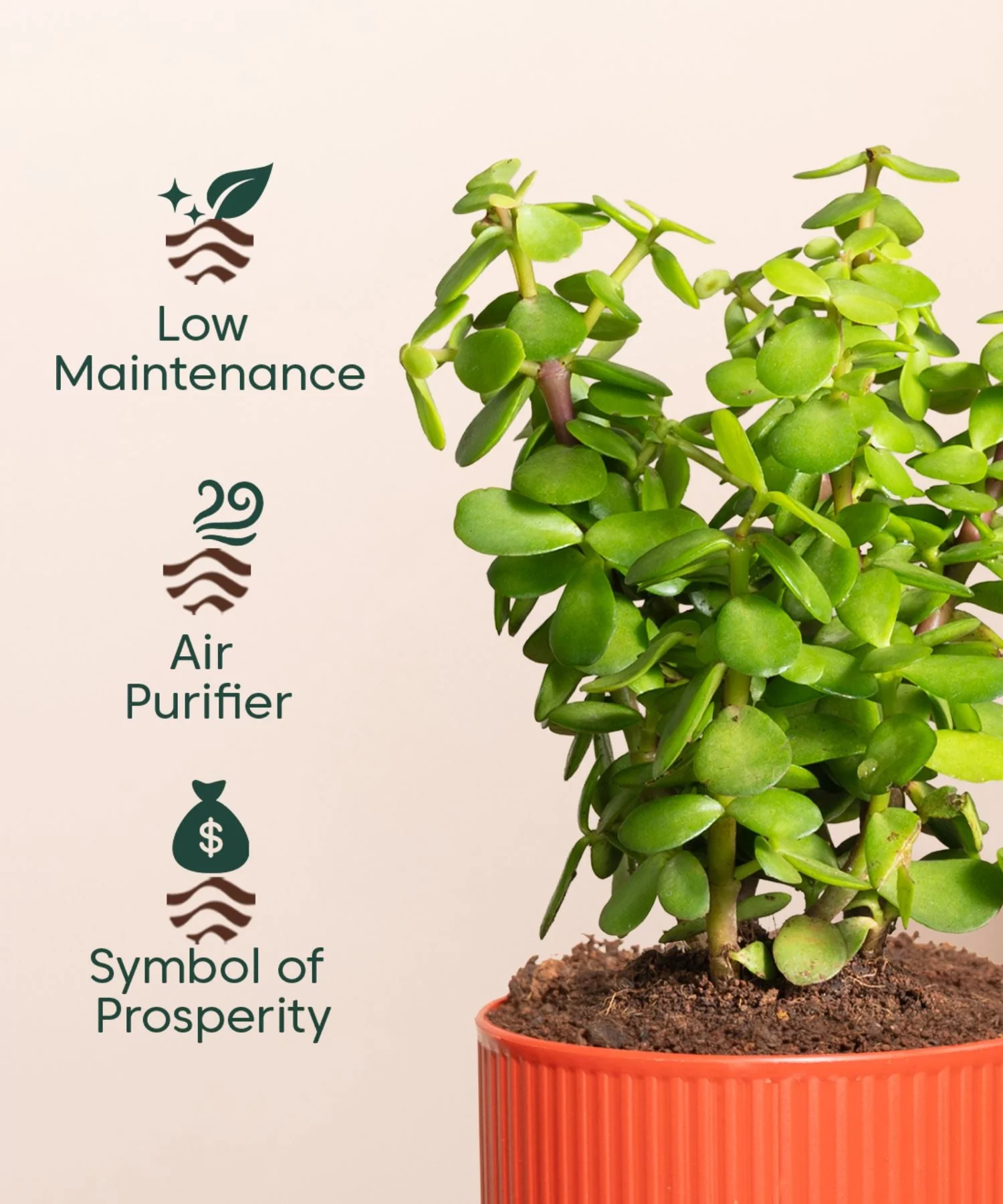 Lucky Jade Plant With Mylo Self Watering Pot - Paytm Exclusive - Image 10