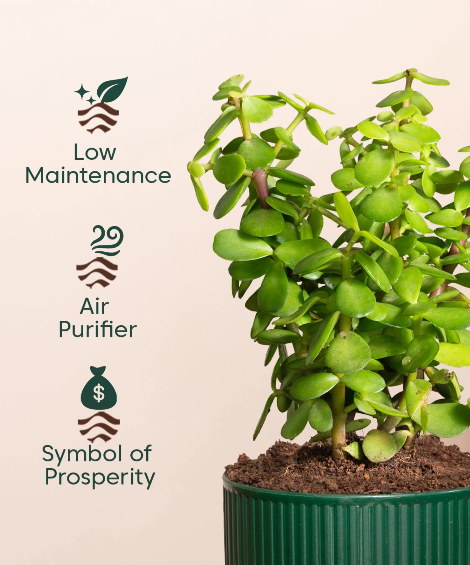 Lucky Jade Plant With Mylo Self Watering Pot- Special offer - Image 4