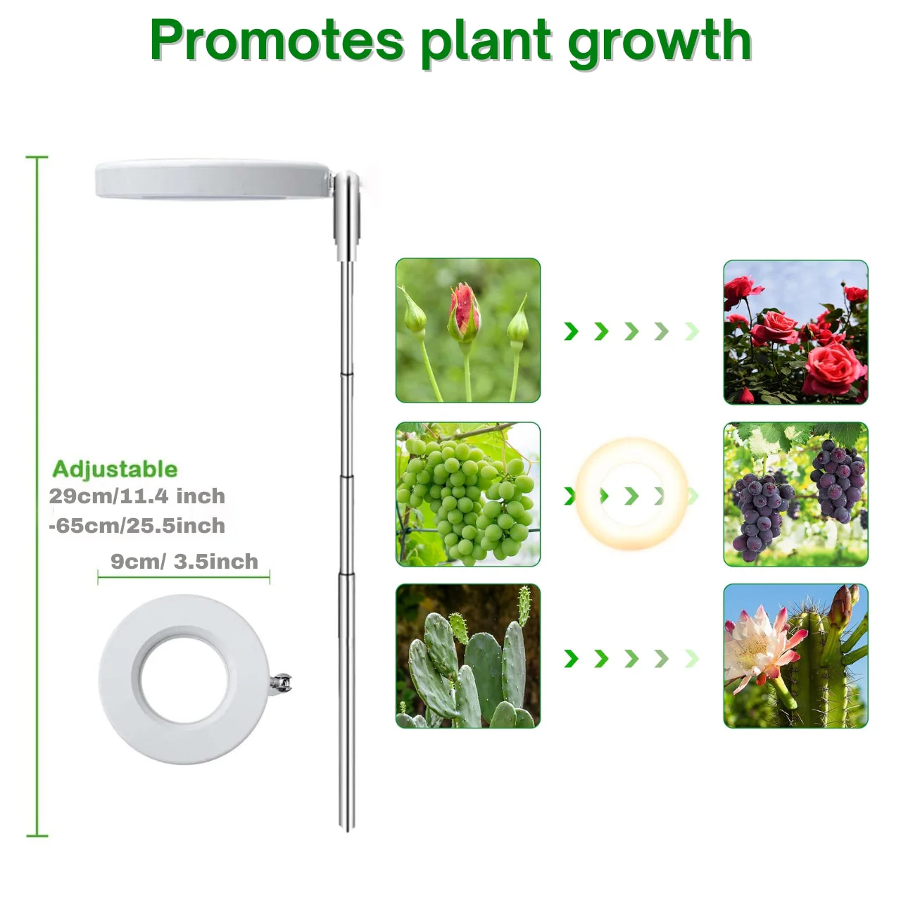 Lumi Grow Light for Indoor Plants | Full Spectrum Plant Lamp for Seedlings, Succulents, Small Plants - Image 2