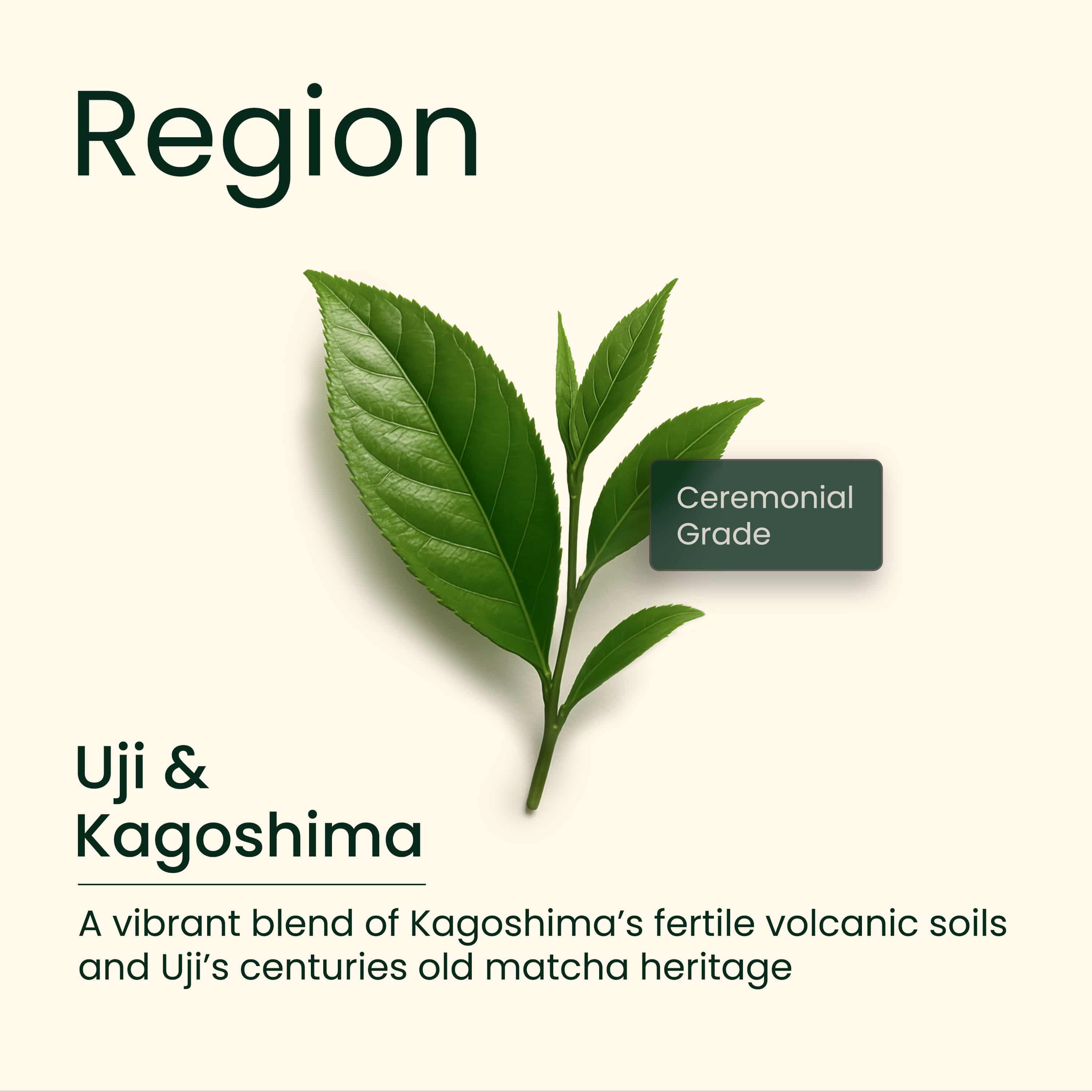 Matcha (AA Ceremonial grade) BULK pack, 500g - Image 2