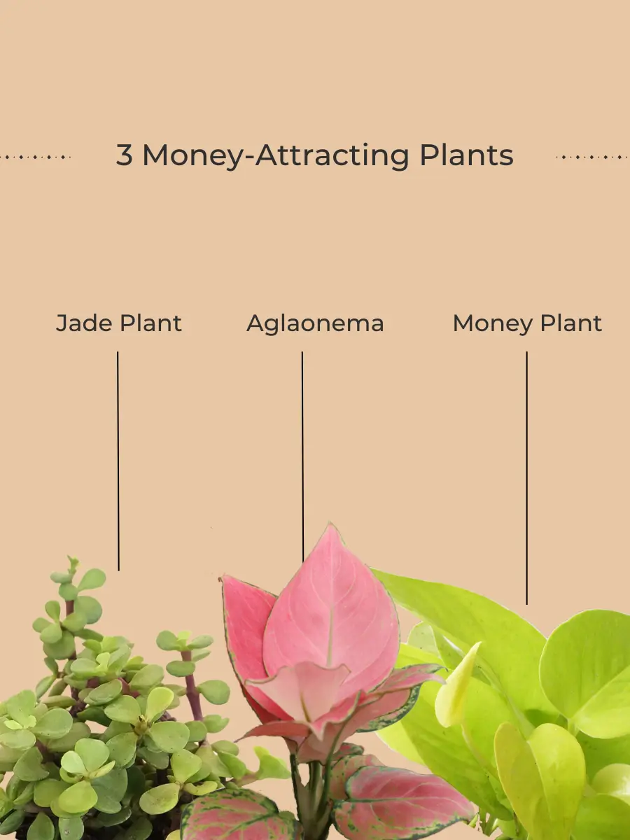Money Attracting Plants Combo (Small) - Image 2