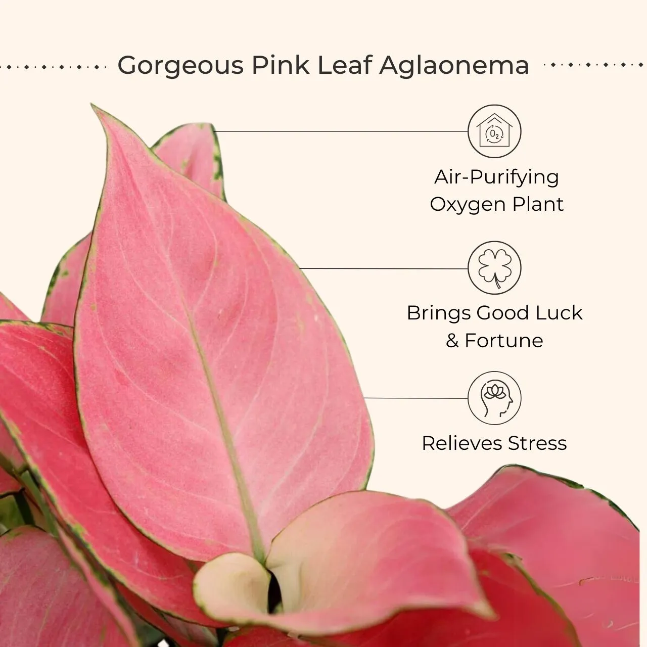 Money Attracting Plants Combo (Small) - Image 3