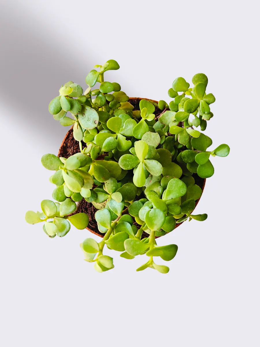 Money Attracting Plants Combo (Small) - Image 4