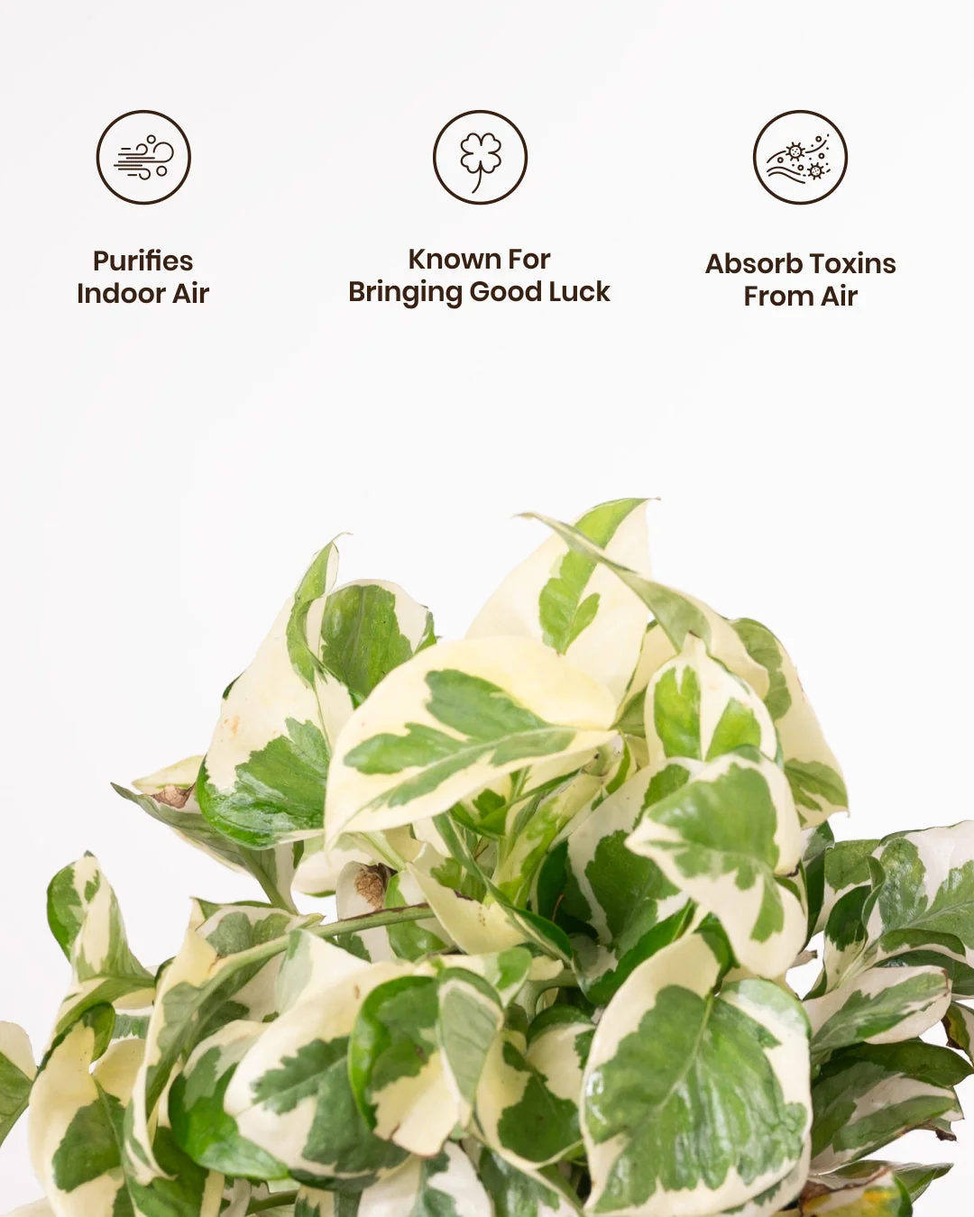 Money N'Joy Plant with Medium Metal Self Watering Pot_ - Image 2