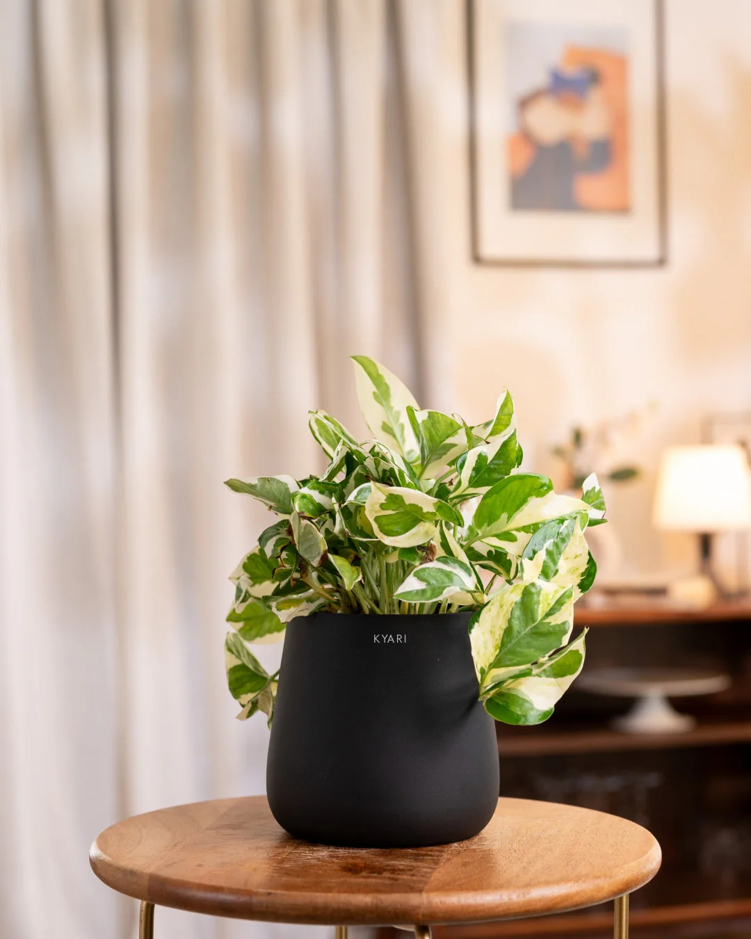 Money N'Joy Plant with Medium Metal Self Watering Pot_ - Image 20