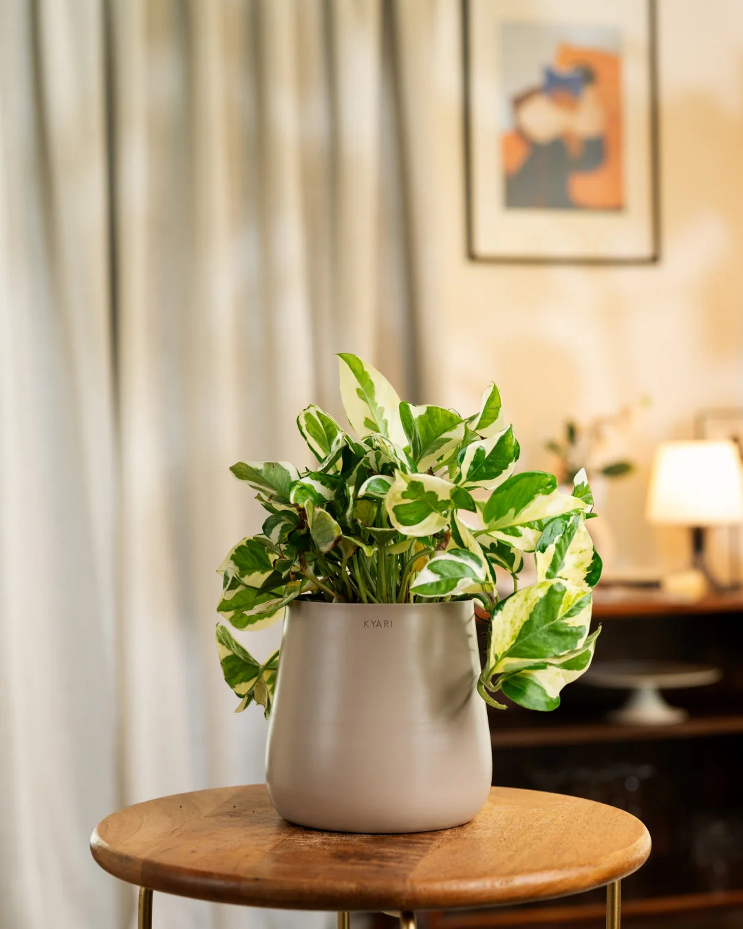 Money N'Joy Plant with Medium Metal Self Watering Pot_ - Image 56