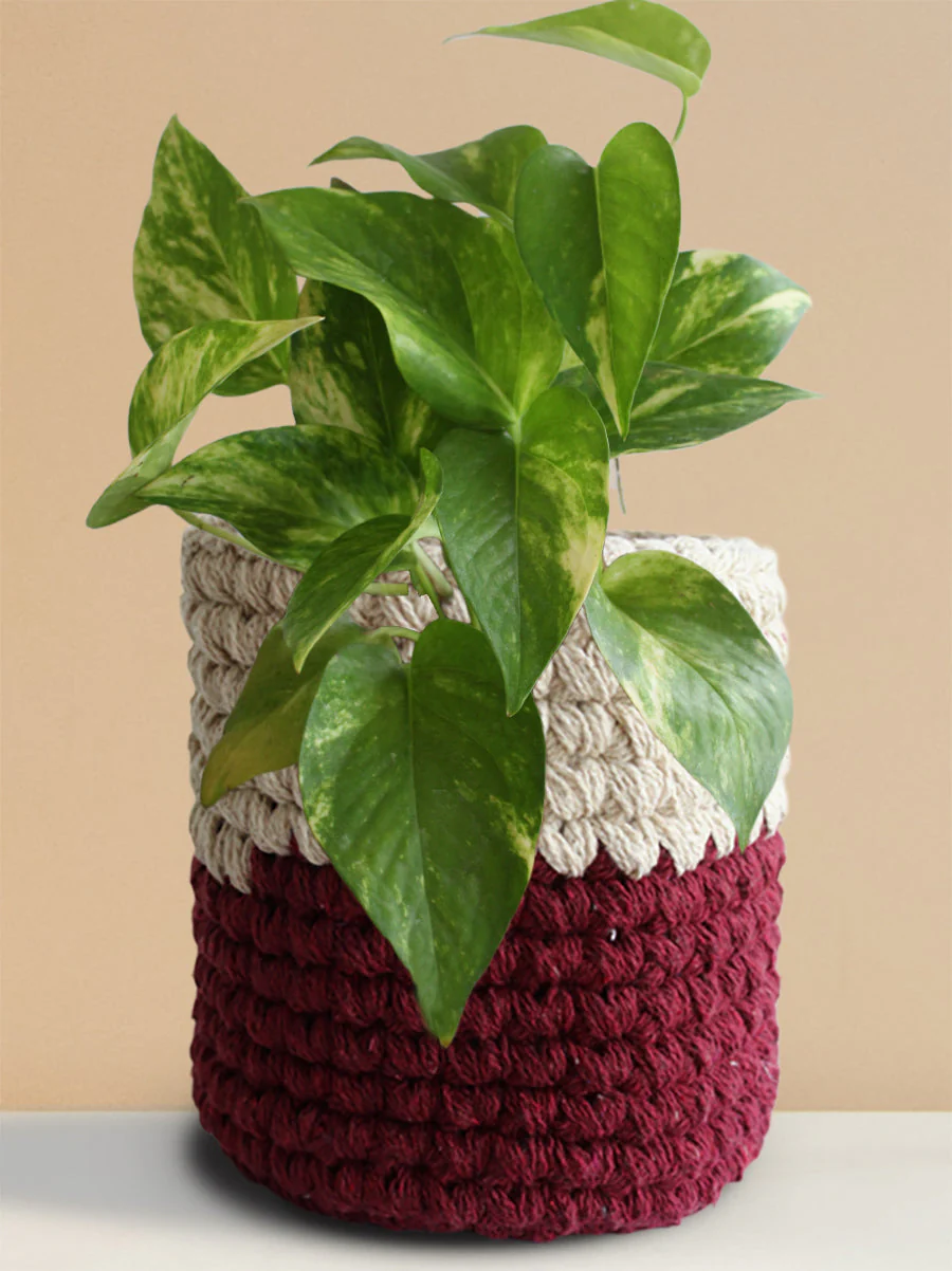 Money Plant Gold King (Medium) - Image 10