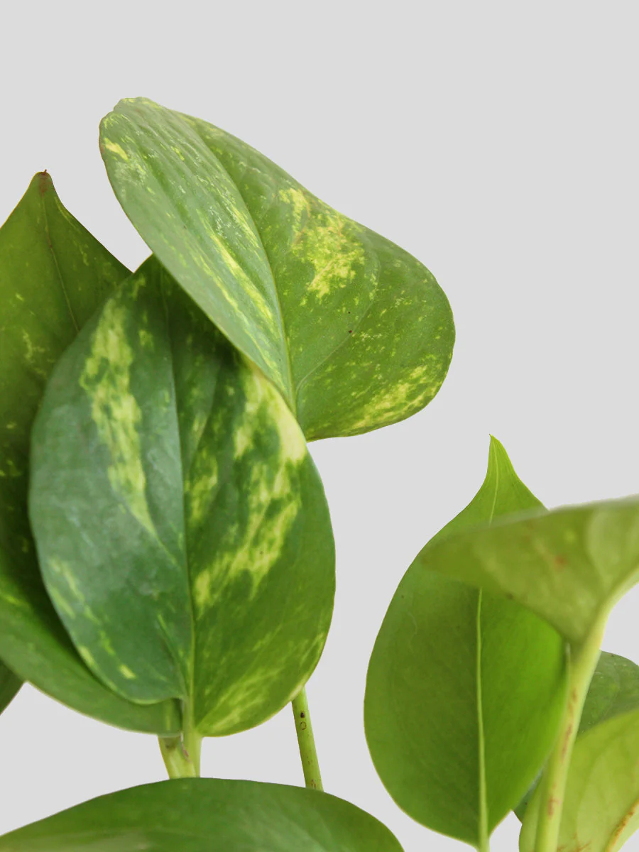 Money Plant Gold King (Medium) - Image 3