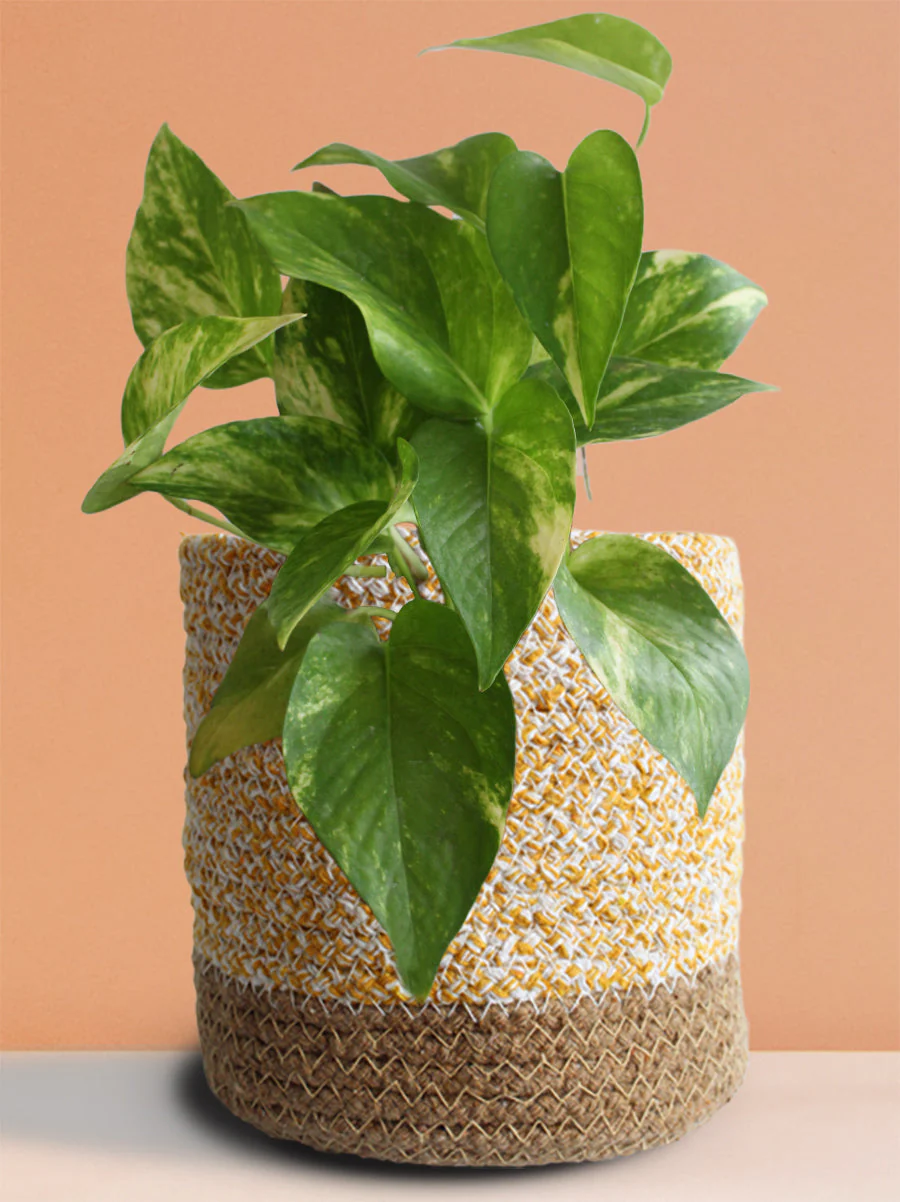 Money Plant Gold King (Medium) - Image 7