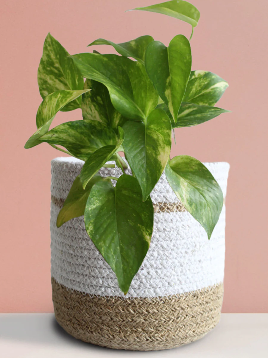 Money Plant Gold King (Medium) - Image 9