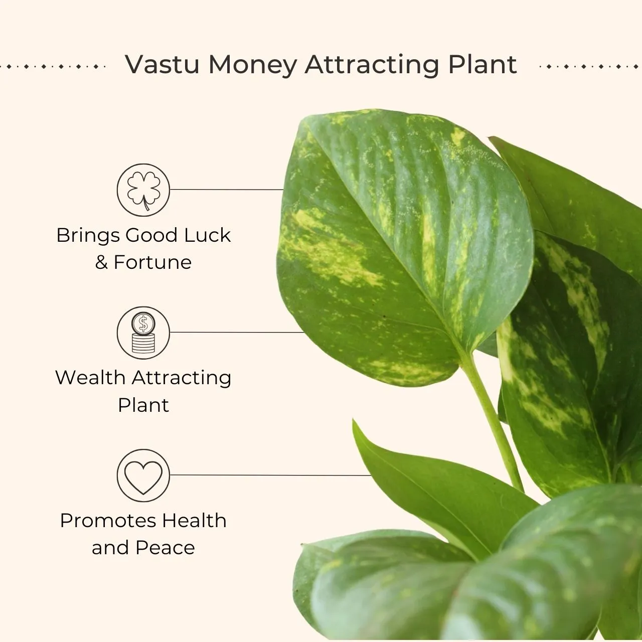 Money Plant Gold King (Small) in Eco Pot - Image 2