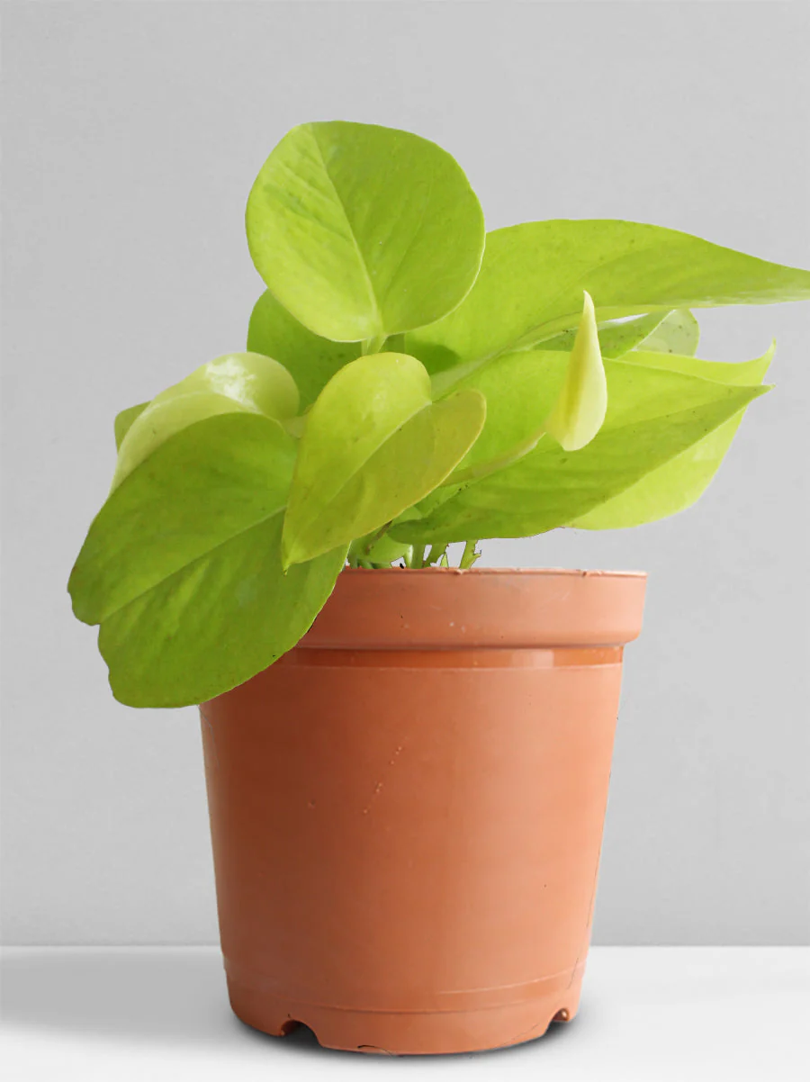 Money Plant Golden (Medium) - Image 10