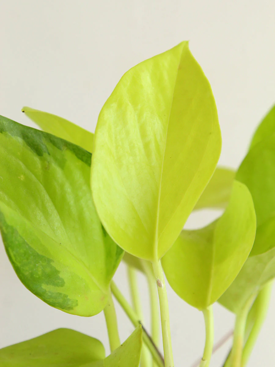 Money Plant Golden (Medium) - Image 2