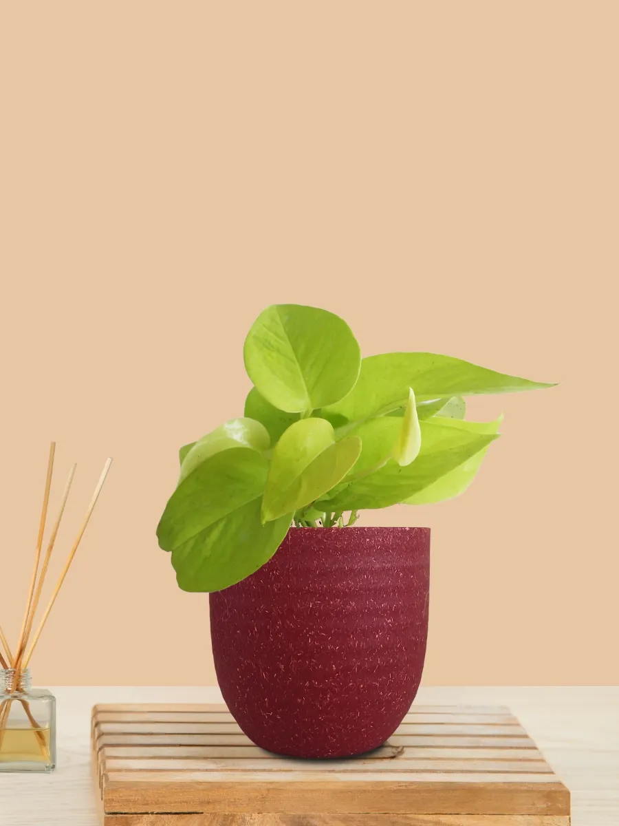Money Plant Golden (Small) in Eco Pot - Image 13