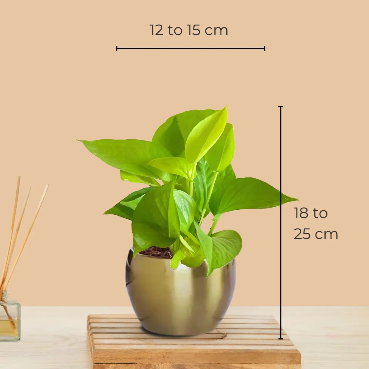Money Plant Golden (Small) in Golden Metal Pot - Image 4